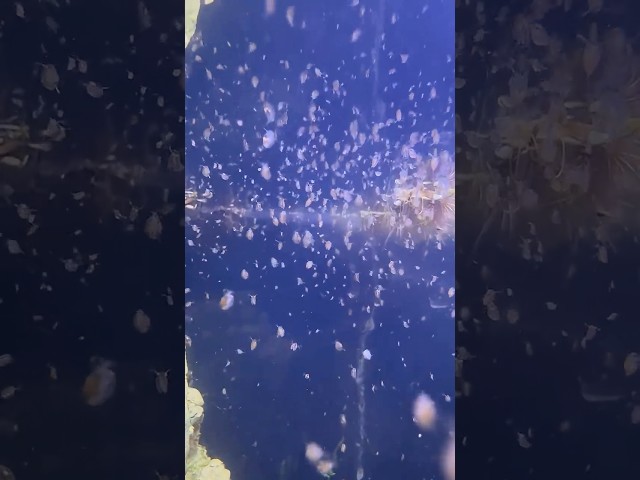 Vídeo relacionado con Daphnia Seca Natural Plantasacuario 100ml, Alimento a Base de Insectos 100% Natural para Peces Rico en proteína y vitaminas