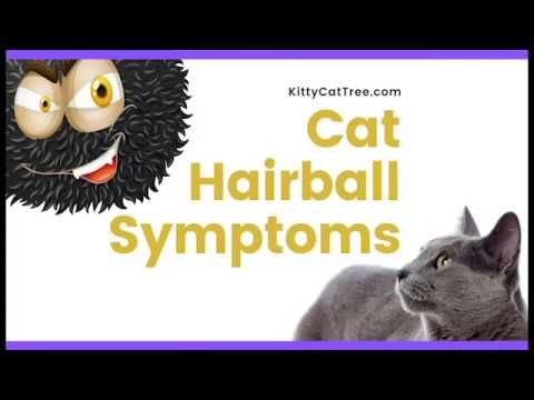 Cat Hairball Symptoms - When You Should See a Vet