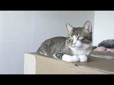 A Comprehensive Guide to the Cat Loaf Position - Decoding Feline Behavior