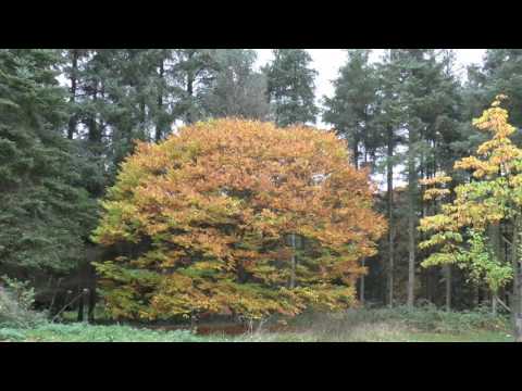 Iza Moon. Wise Silence.