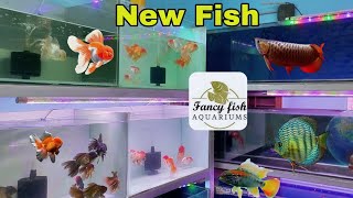 Fancy Fish Aquarium Delhi | New Fish Stock & Some New Species @fancyfishaquariums6875