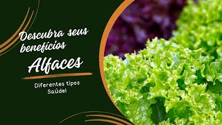 Qual O Outro Nome Que é Conhecido A Alface Iceberg