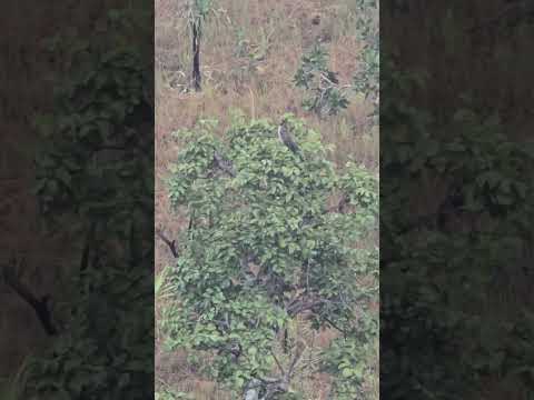 Batuqueiro. cerrado stricto sensu na Serra do Lajeado  Taquaruçu Tocantins. #passarinhar #birds