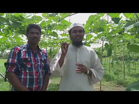 বর্ষাকালে লাউ চাষে অধিক মুনাফা ঘরে আসে