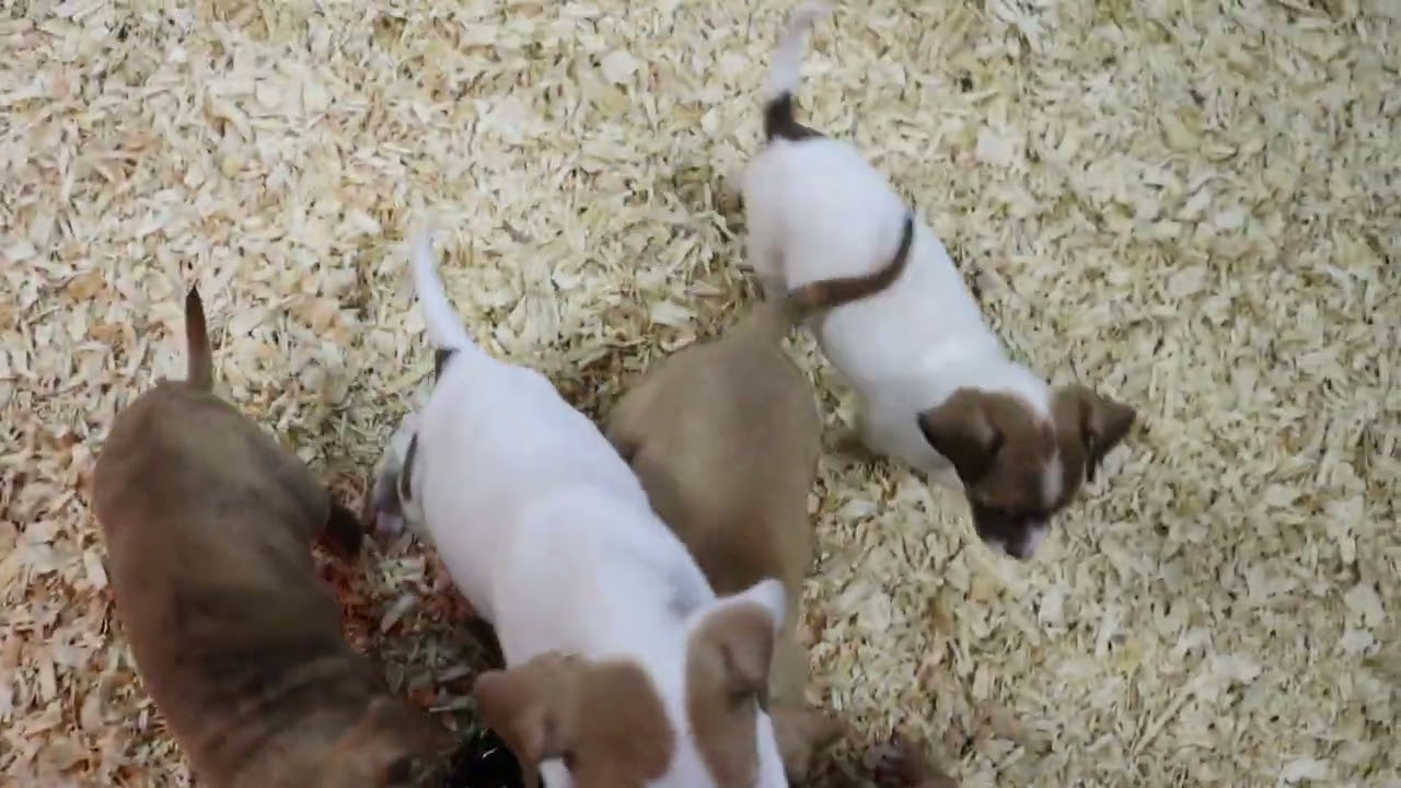 Enlarge Rudolf, a ADOPTABLE mixed breed in Winchester, TN video 5/5