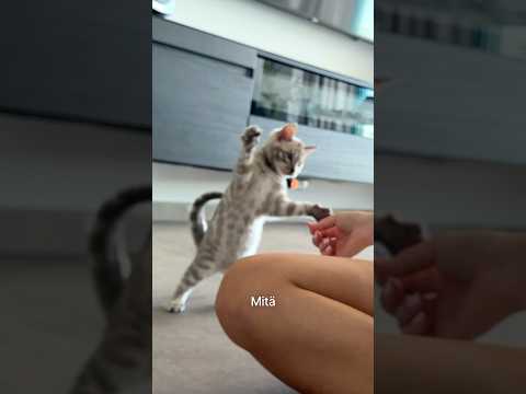 Kissanpentu testaa pihviä 😻