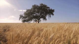 Deerhunter - Calvary Scars ♱ [slowed &amp; reverb] 