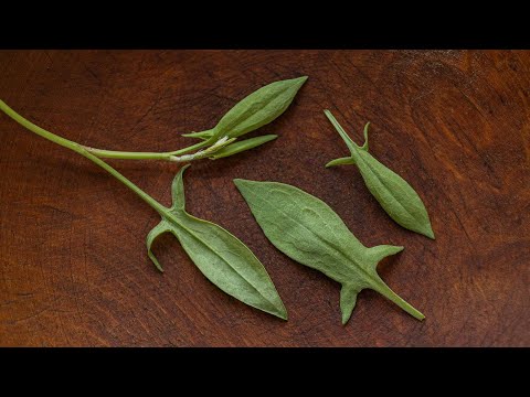 Foraging and Cooking with Sheep Sorrel