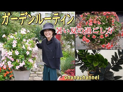 春にゼラニウムを取り出す時期はいつですか？夏の間ずっと花を咲かせるためのお手入れ方法をご紹介します。  庭園