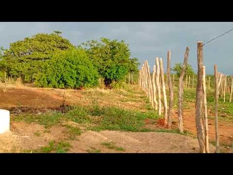 Mostrando que ha 05 dias que não chove no sítio Jucás ceara 
