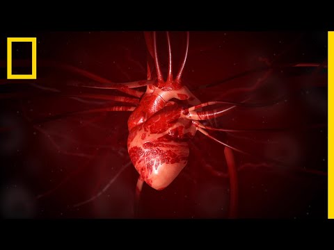 Tout comprendre sur : le cœur