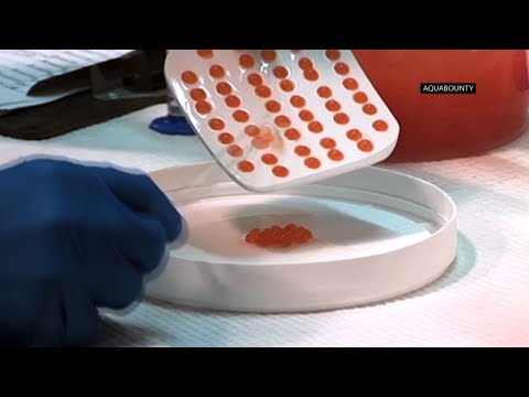 Restaurants could be among the first places in the U.S. to serve genetically modified salmon. The fish eggs by AquaBounty recently arrived in the U.S. after years of regulatory hurdles. The fish are expected to be ready by late next year. (June 21)