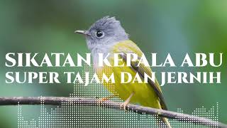 Download lagu SIKATAN KEPALA ABU || TEMBAKAN TAJAM BIKIN LAWAN MENTAL !! @thevoicemastering#masteranburung mp3