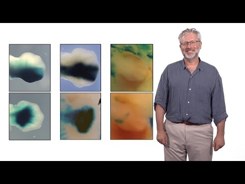 Neil Shubin (U. Chicago): Die Evolution der Gliedmaßen aus Flossen