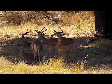 Djuma: Impala males under the shade of a tree - 12:50 - 07/29/21