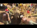Firefighters rescue horse trapped in sinkhole