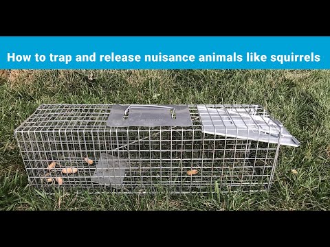 How to live trap and release nuisance animals like squirrels.