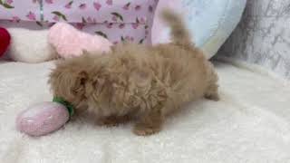 ハーフ犬の動画01