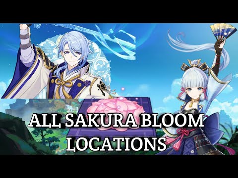 All Sakura Bloom Locations - Genshin Impact