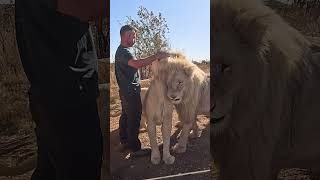 Man Feeds Eggs to WHITE LIONS #fun #cat #wildlife