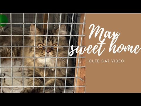 cat (Max) home tour 😹😺😻🐈|#catvideos #catlover