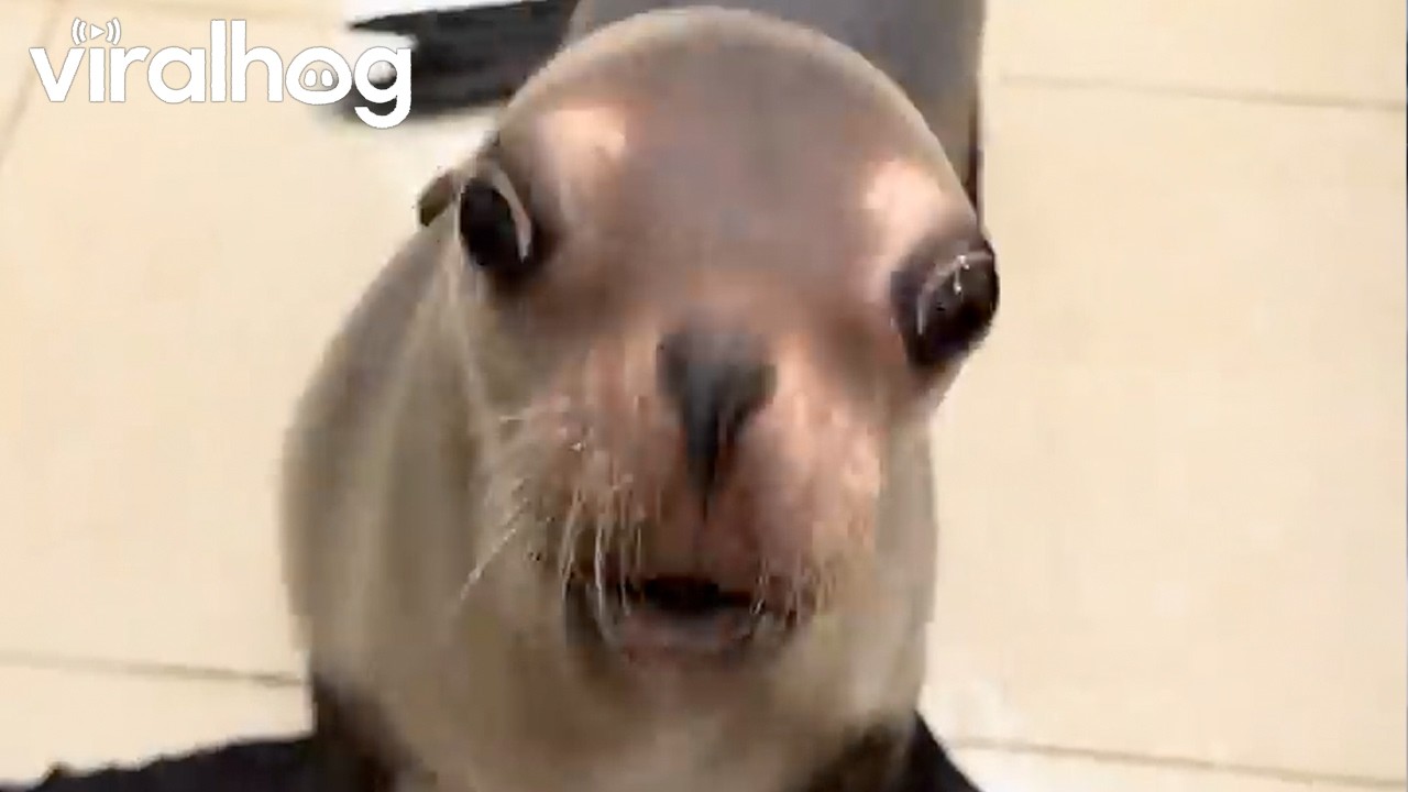 Sea Lion Gets Angry at Pretend Stapler Attack || ViralHog