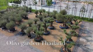 สวนต้นมะกอก Olivegarden Thailand