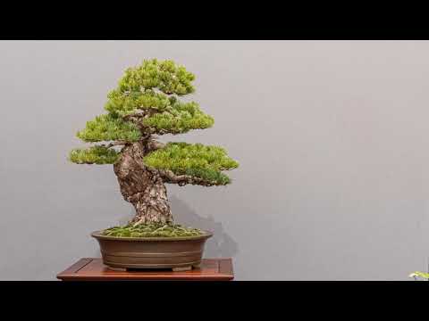 Exhibition Spanish Bonsai Union 2020 #3