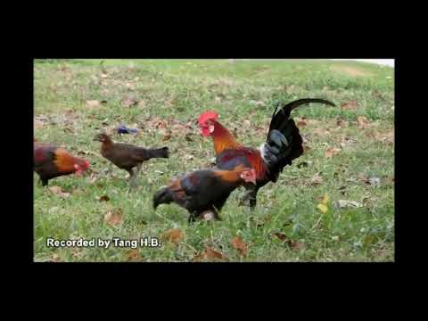 Pen Ron, Oun chaul choung tov