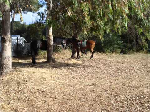 Partenza della Transumanza Falasche - Jenne 2007