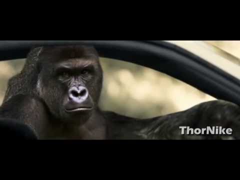 💯 RIP HARAMBE 💯