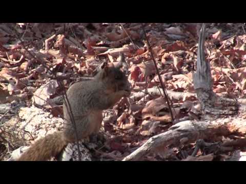 SASQUATCH SQUIRREL