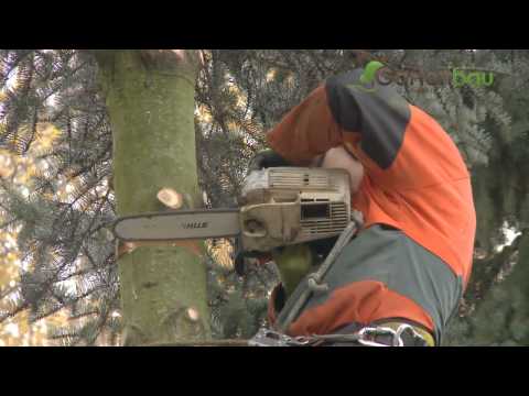 Baum fällt in 30 Sekunden - Kurz-Lehrvideo über das Baumfällen