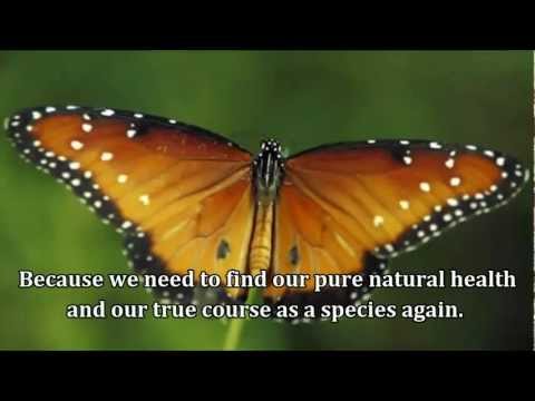 The Beauty of Pollination