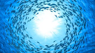 Download lagu Fall Asleep in Under 5 MINUTES ~ Eliminate Subconscious Negativity ~ Remove Mental Blockages :) mp3