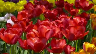 preview picture of video 'World famous Tulip garden Srinagar  kashmir..'
