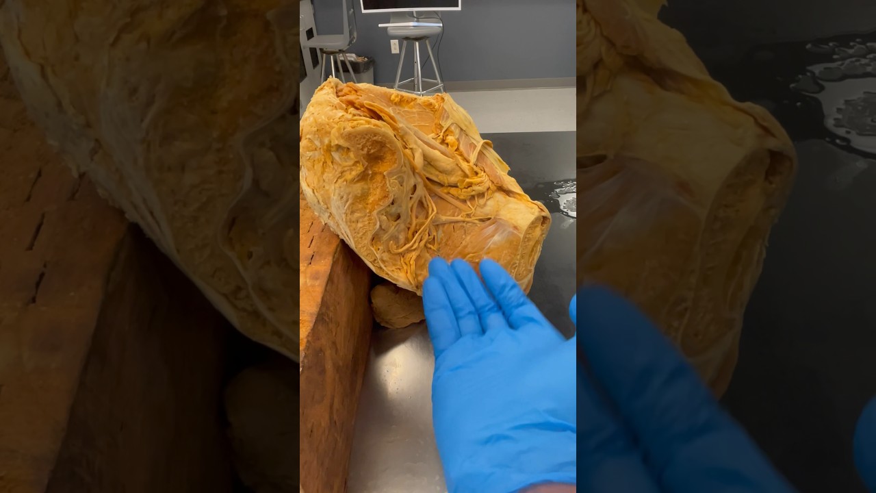 The Pelvic Floor Muscles That Help You Hold Your Pee!