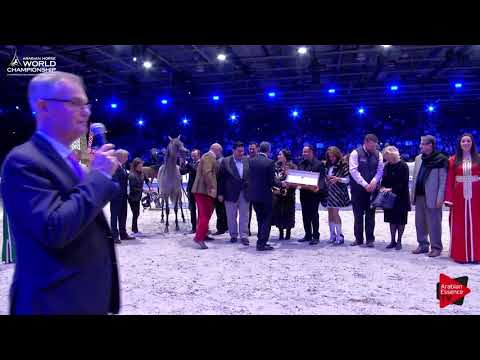 2 nd Place  N.20 MADINAT ALBAYDAA - Paris 2017 - Junior Fillies Championship (Class CM8)