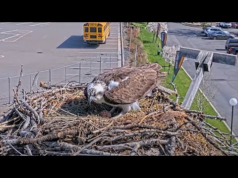 Iris The Osprey Lays First Egg Of 2025 At Hellgate Nest – April 28, 2025