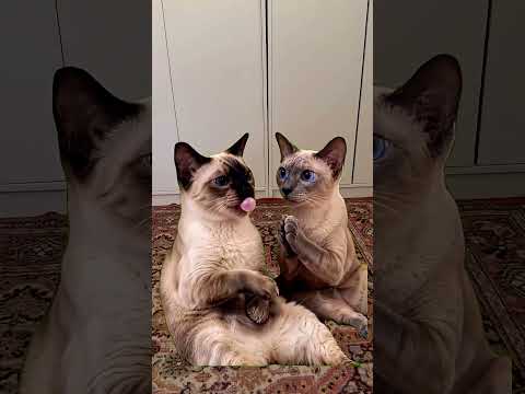 Надул 😅 #cat #милота #memes #funny #cute #прикольныекоты