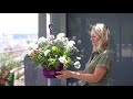 How to care for geraniums | Tips for planting your balcony with pelargonium|Balcony plant care guide