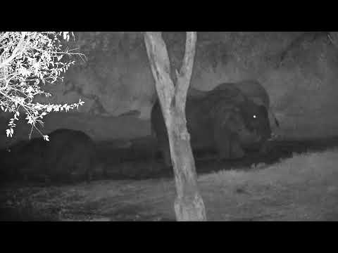 Djuma: Small group of Elephants wallowing in the mud - 18:06 - 07/02/21