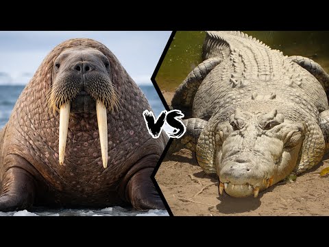 Walrus vs Saltwater Crocodile - Who Would Win?