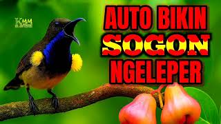 Download lagu AUTO EMOSI NGELEPER‼️ PANCINGAN SOGON AGAR BUNYI mp3 Download lagu AUTO EMOSI NGELEPER‼️ PANCINGAN SOGON AGAR BUNYI mp3