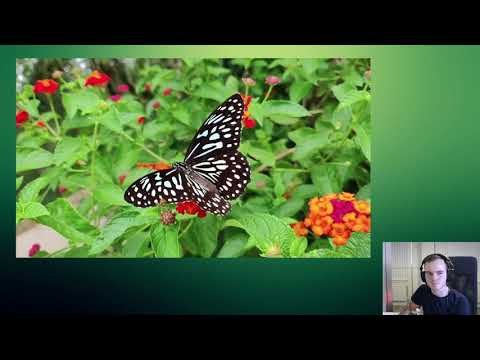 Isadora - Interactive Nature Experience (Demonstration)