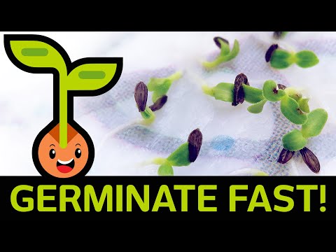 🌱 Fast & Easy Seed Germination: How to Start Seedlings from Paper Towel Method (Container vs Baggie)