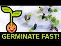 Fast Easy Seed Germination How To Start Seedlings From Paper Towel Method Container Vs Baggie