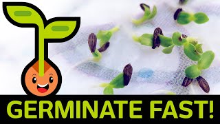 🌱 Fast & Easy Seed Germination: How to Star
