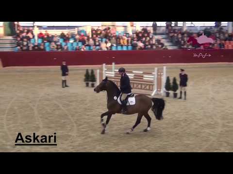 Askari Hengstpräsentation 2018