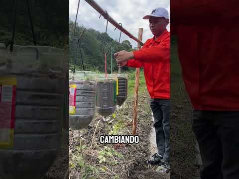 Por esto cultivan tomates noca abajo 🍅